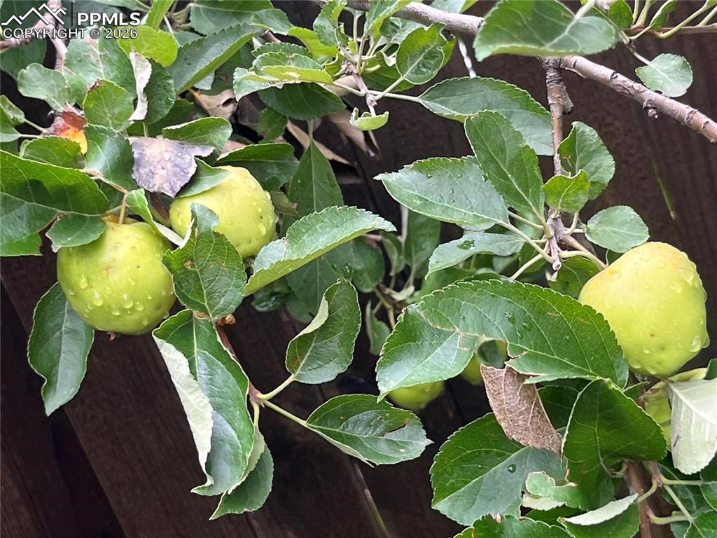 Image 46 of 49: Apple and pear trees are good producers!