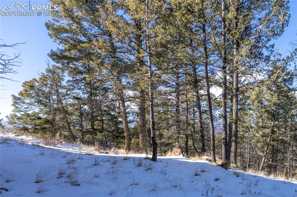 Image 29 of 33: View of the heavily treed yard