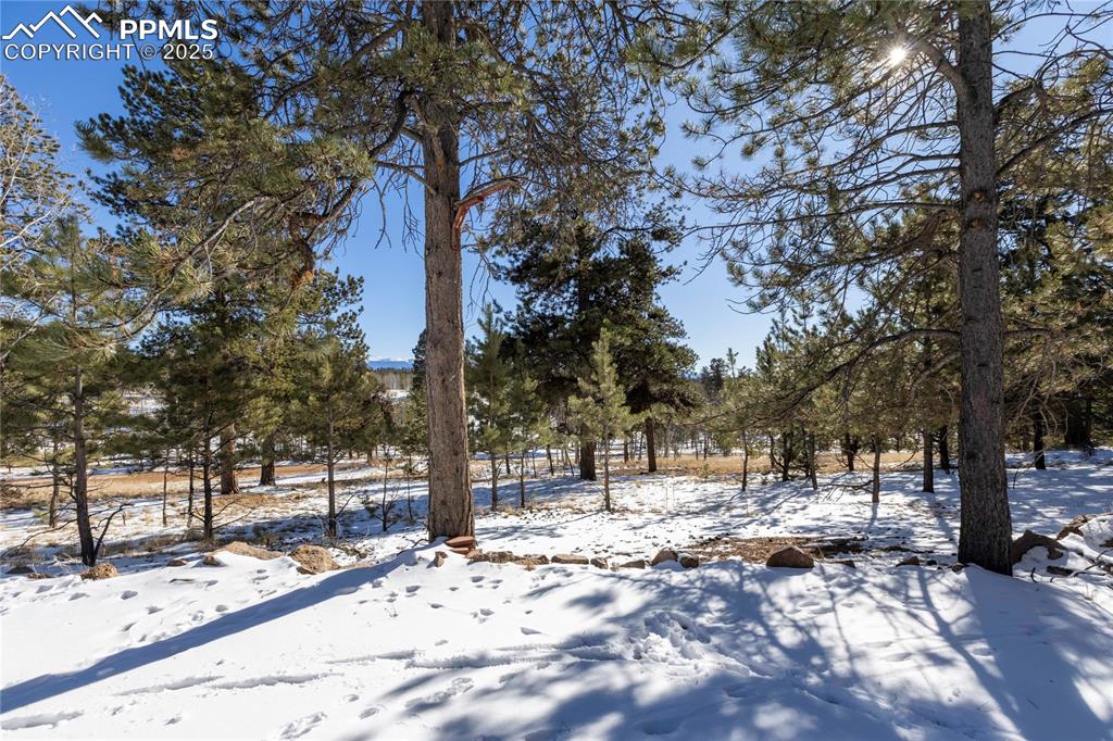 Image 30 of 33: View of the heavily treed yard