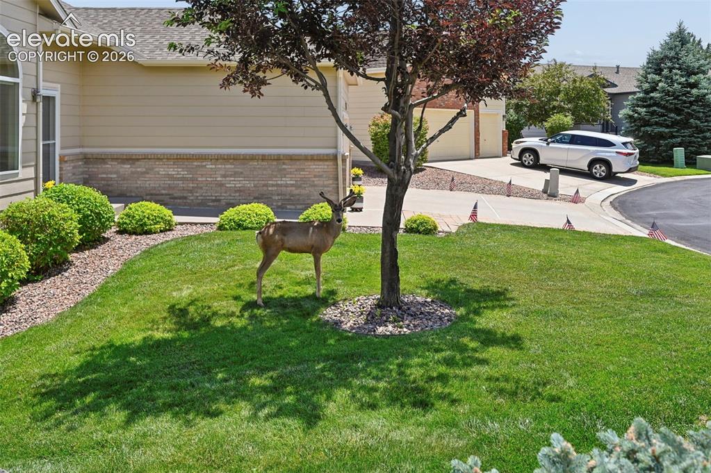 Image 4 of 50: Manicured front lawn with a decorative tree and a rock bed with established