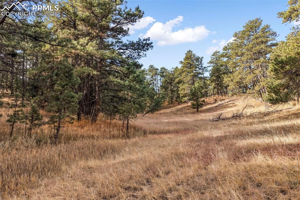 Image 21 of 45: View of local wilderness
