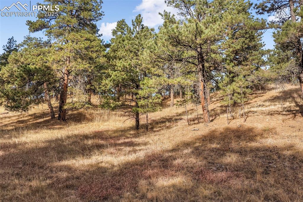 Image 22 of 45: View of local wilderness