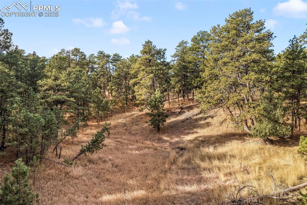 Image 23 of 45: View of local wilderness