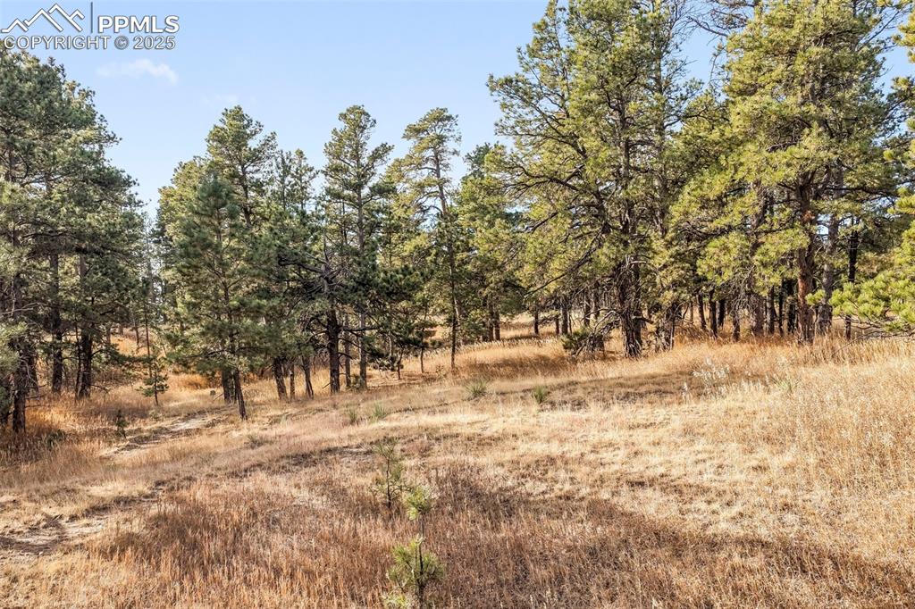 Image 26 of 45: View of local wilderness