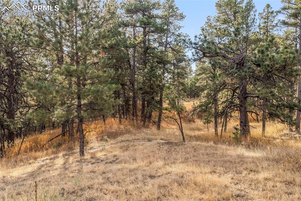 Image 28 of 45: View of local wilderness