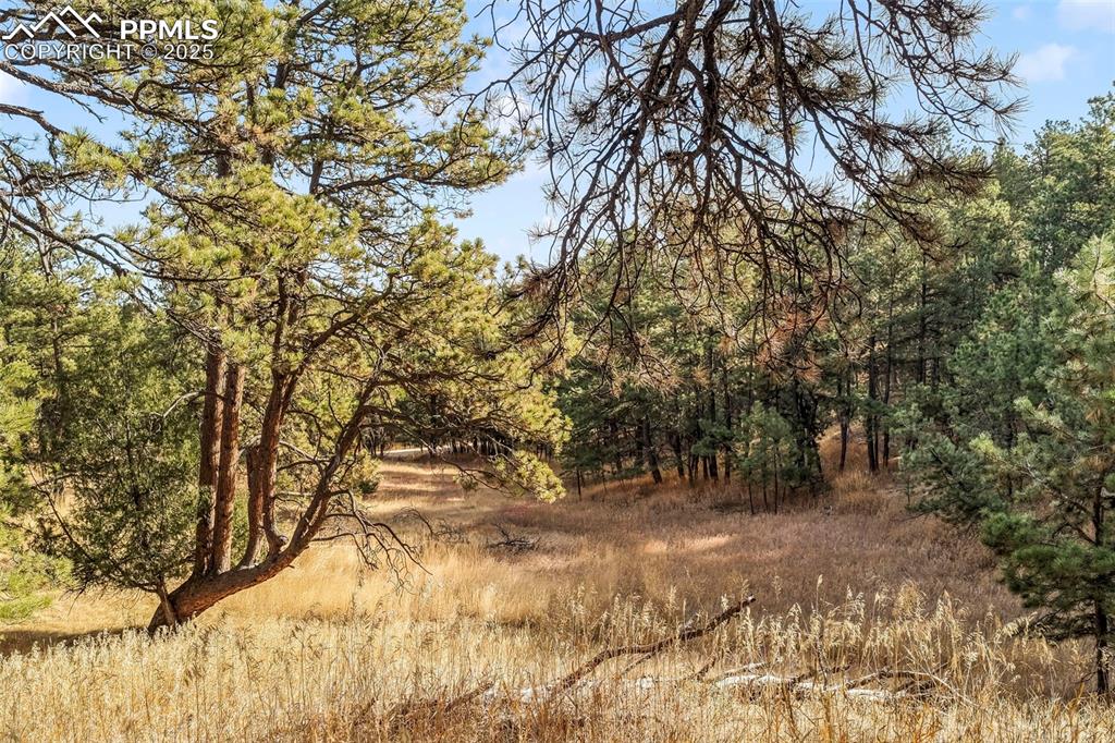 Image 30 of 45: View of woods