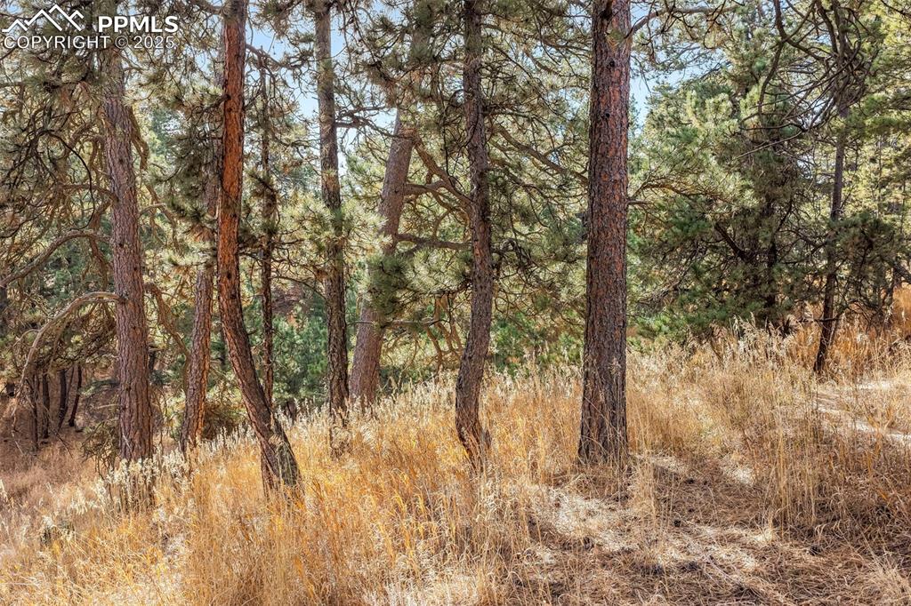 Image 31 of 45: View of wooded area