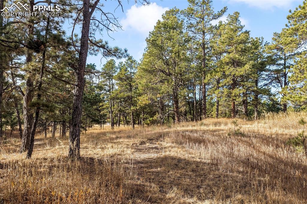 Image 32 of 45: View of undeveloped land
