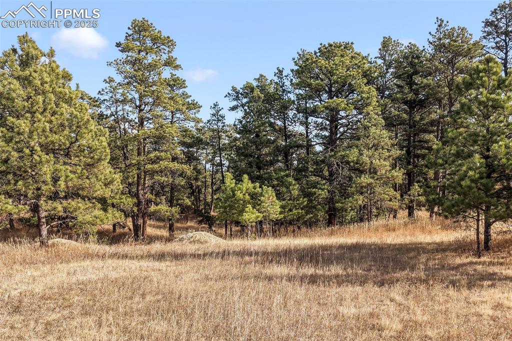 Image 33 of 45: View of tree filled area