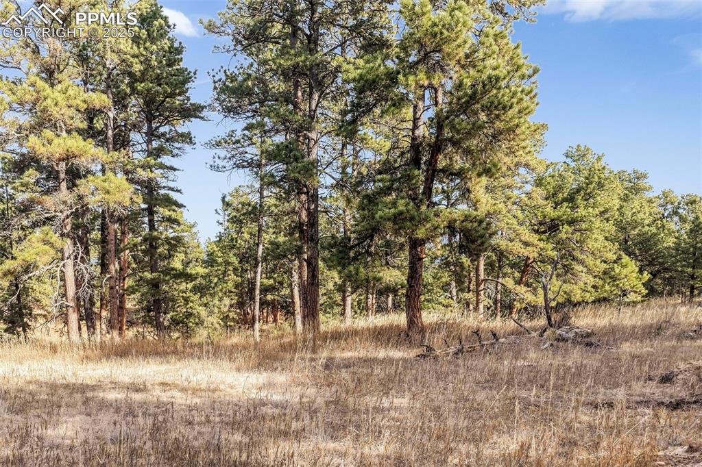 Image 35 of 45: View of tree filled area