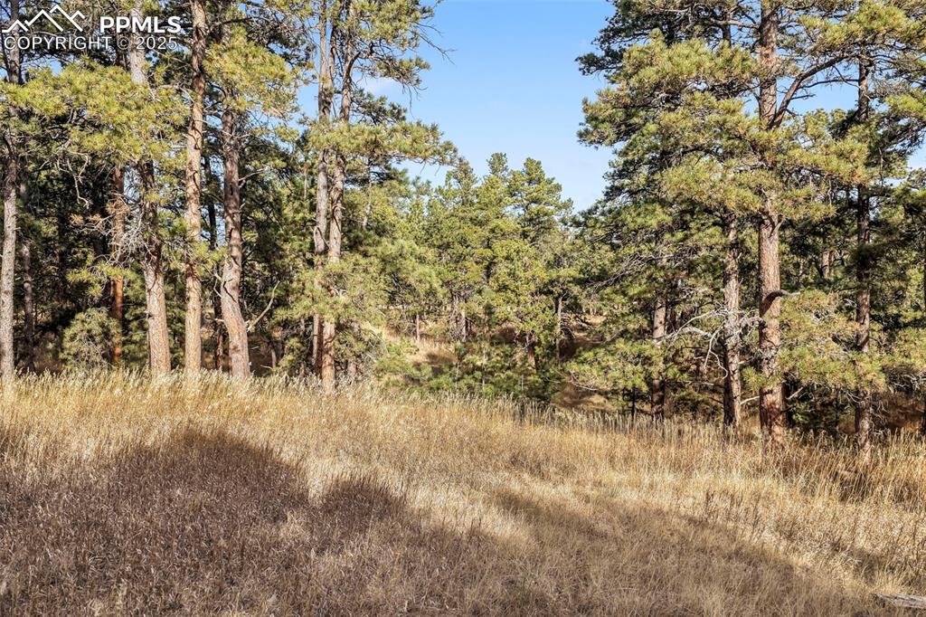 Image 37 of 45: View of wooded area