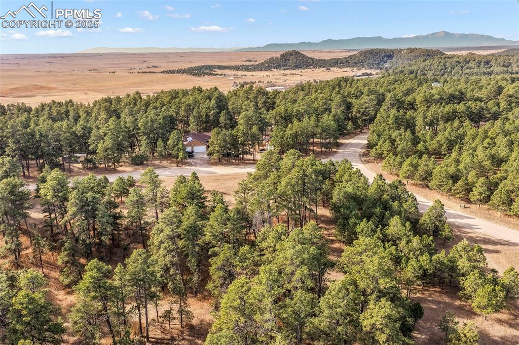 Image 45 of 45: Bird