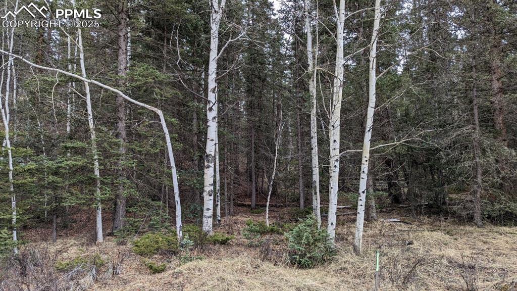 Image 10 of 12: View of wooded area