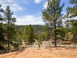 Image 8 of 12: View of tree filled area