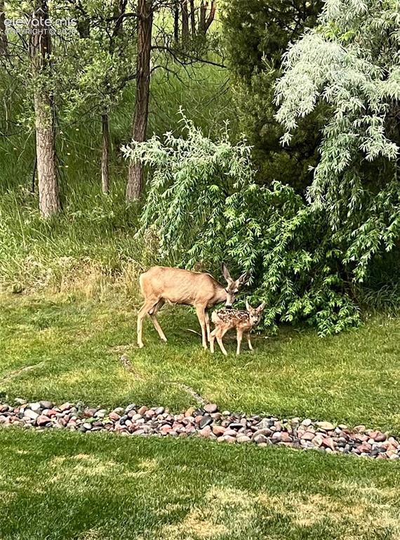 Image 4 of 28: Deer in view from back side