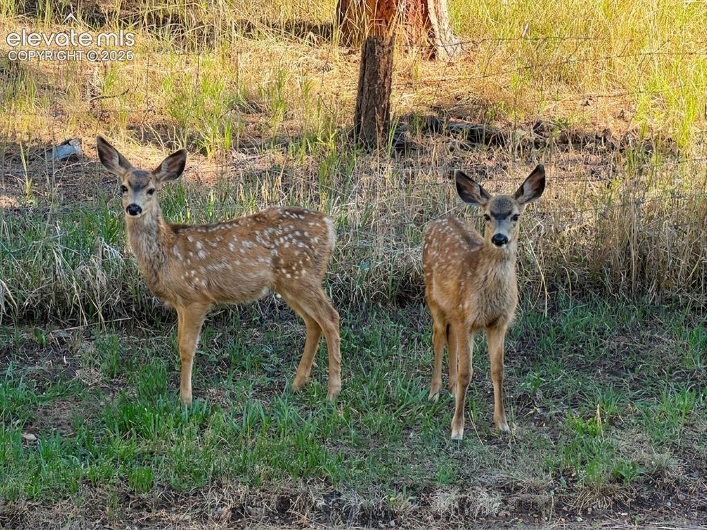 Image 26 of 40: Mule Deer Fawns