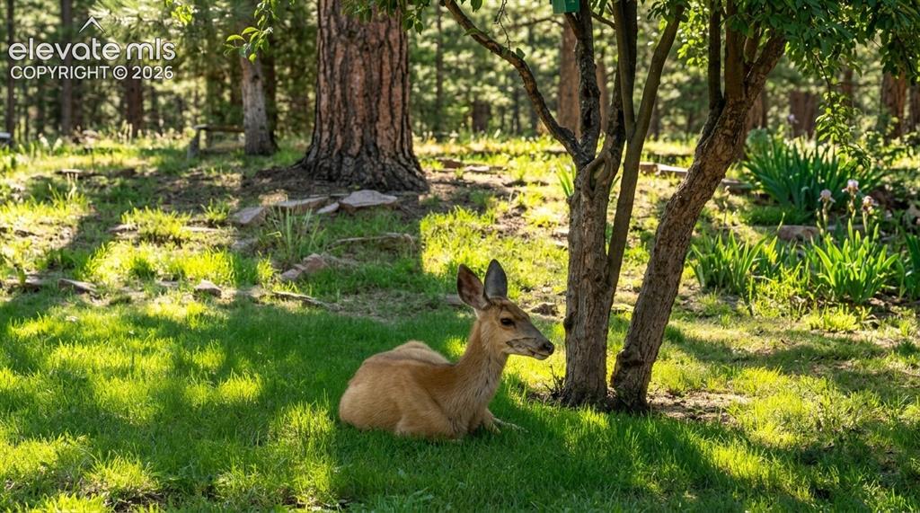 Image 27 of 40: Mule Deer Doe