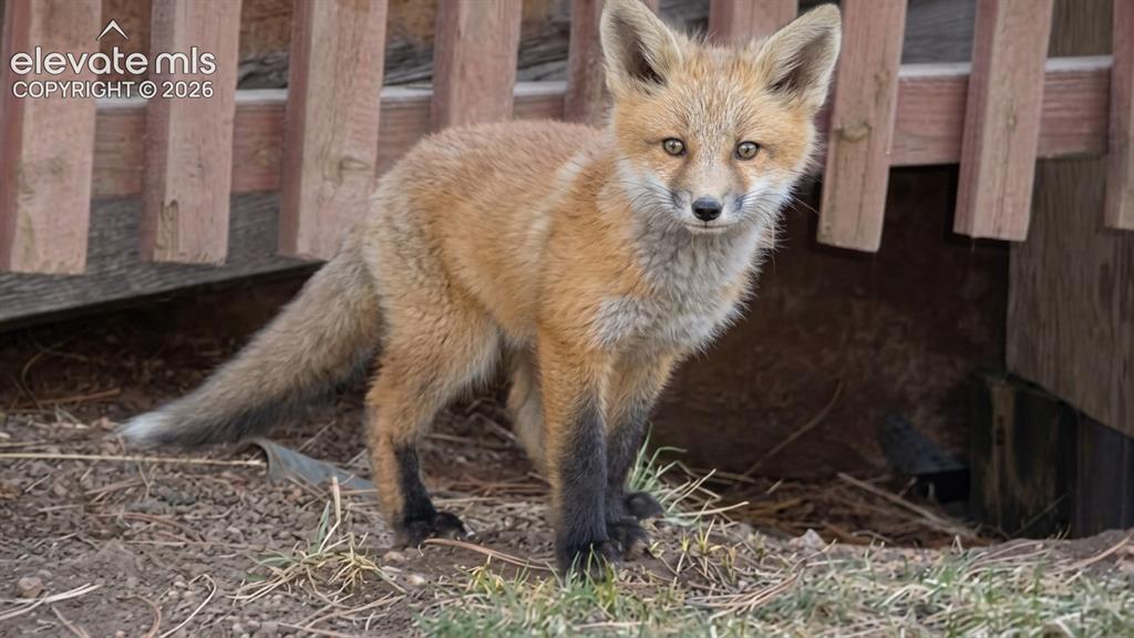 Image 28 of 40: Fox Kit