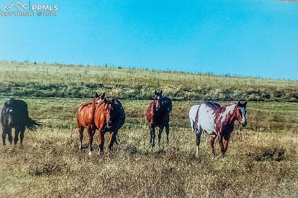 Image 12 of 50: Horse Lover