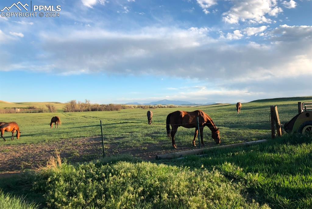 Image 9 of 50: Incredible Horse Property!