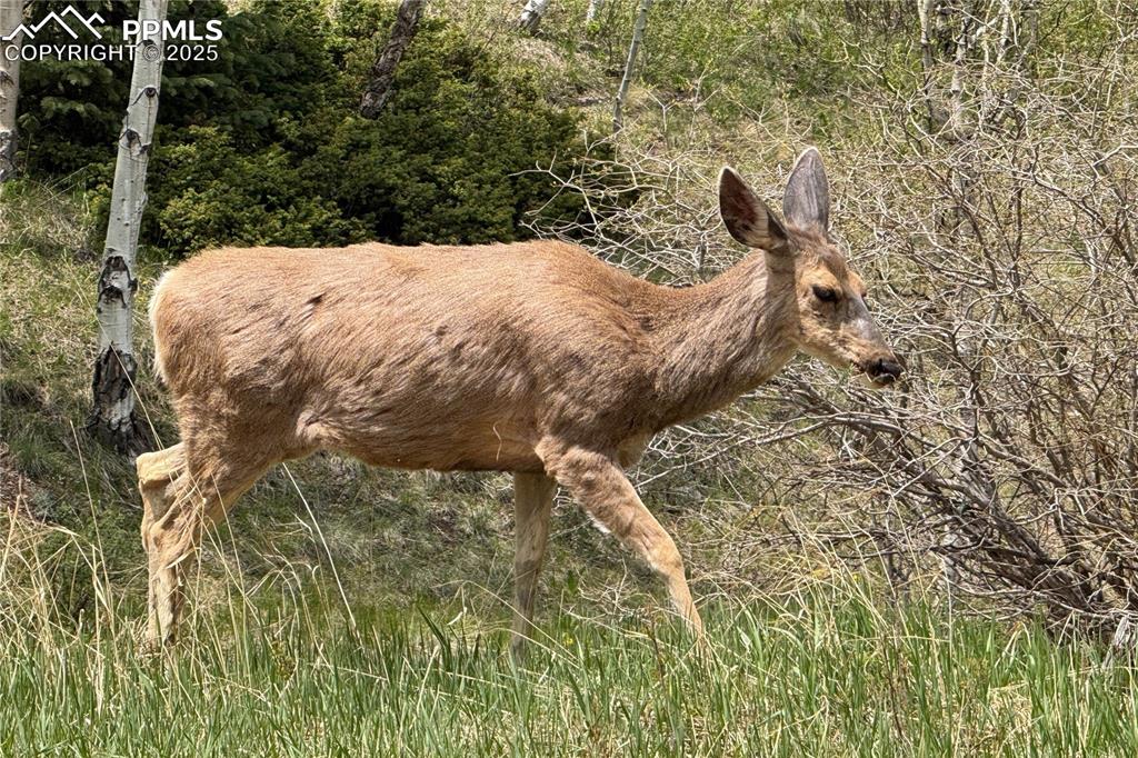 Image 13 of 13: Local wildlife sightings