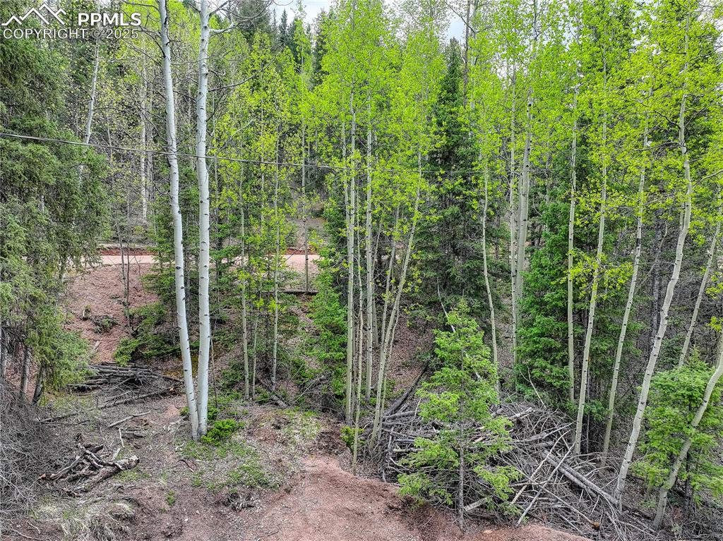 Image 7 of 13: Trees for privacy