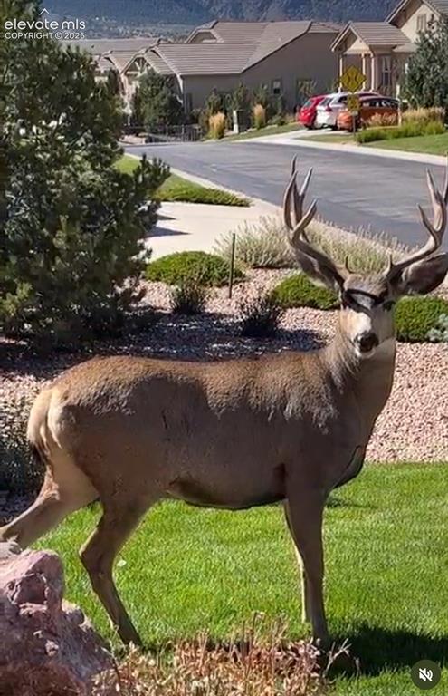 Image 42 of 49: Deer in front yard