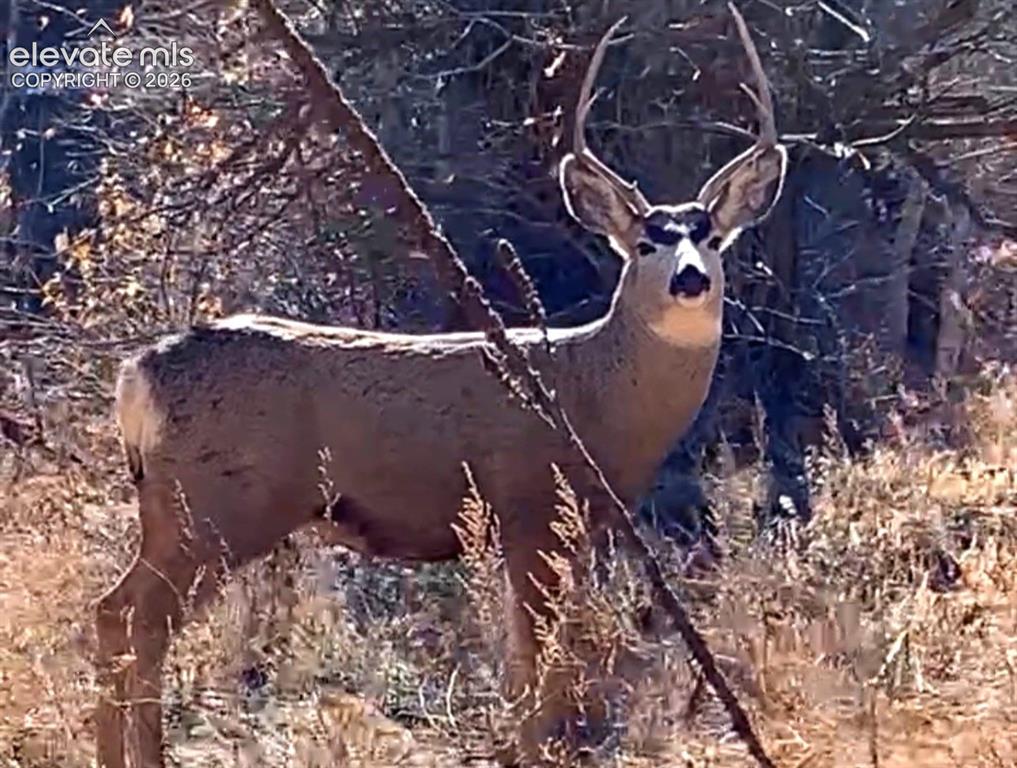 Image 46 of 50: buck on the property