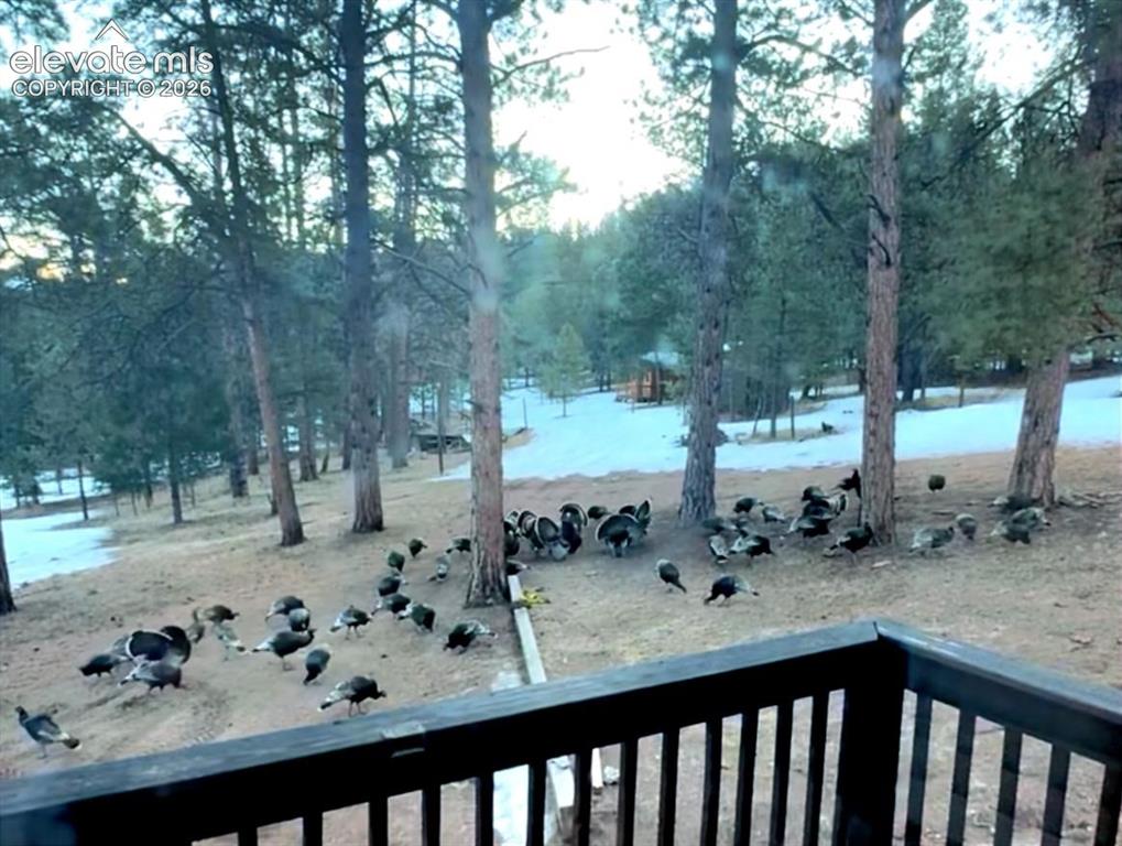 Image 47 of 50: Wild Turkeys like to come visit sometimes