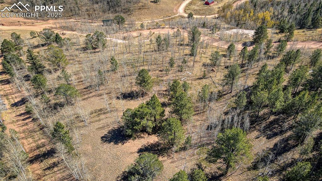 Image 20 of 40: Bird