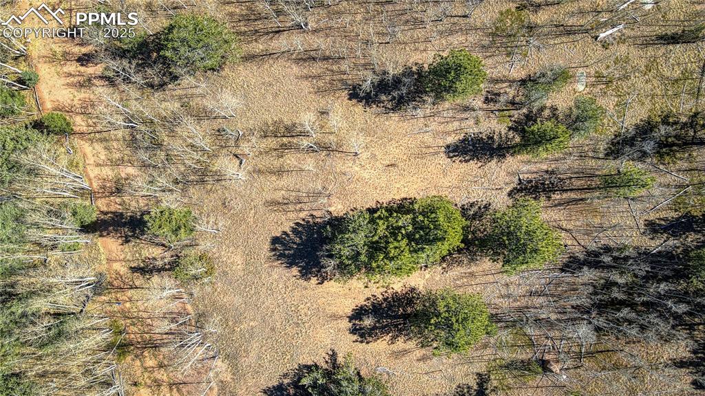 Image 23 of 40: Bird