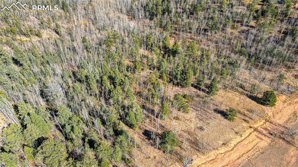 Image 25 of 40: Bird