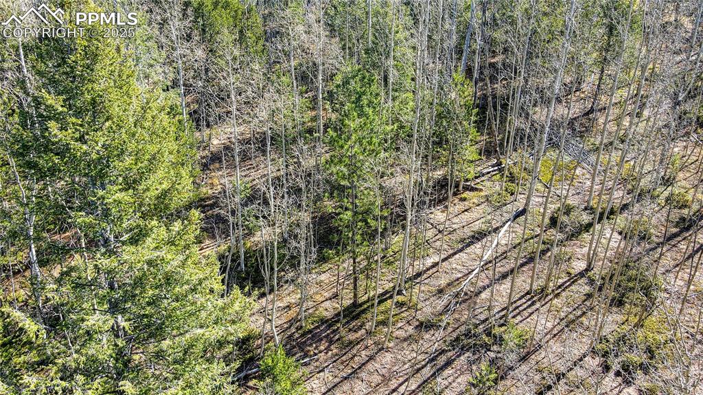 Image 26 of 40: View of local wilderness