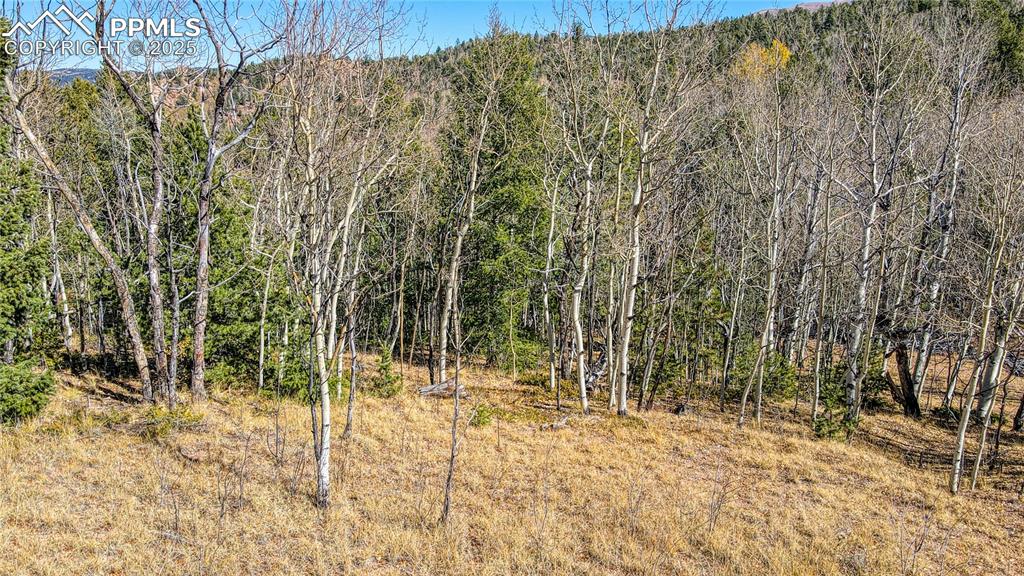 Image 27 of 40: View of local wilderness featuring a view of trees