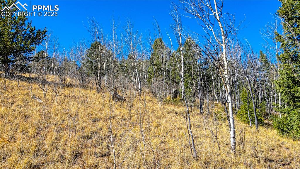 Image 28 of 40: View of nature