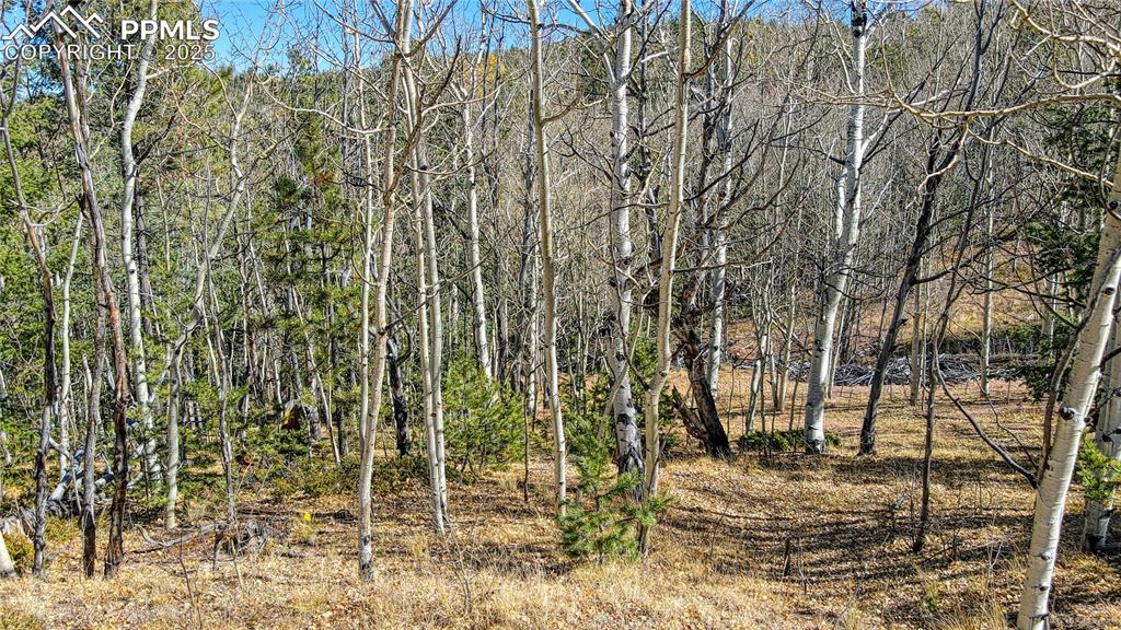 Image 38 of 40: View of local wilderness with a view of trees