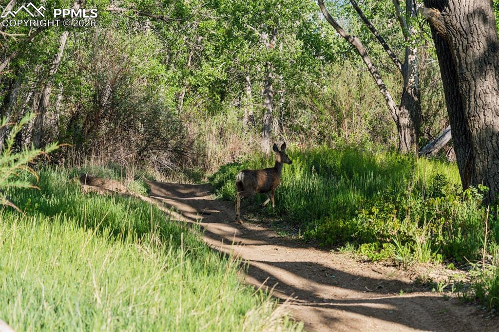 Image 44 of 49: Encounters like this are part of daily life—peaceful trails winding through