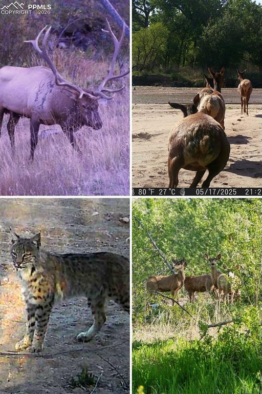 Image 7 of 49: Wildlife commonly observed on and around the property, illustrating the nat