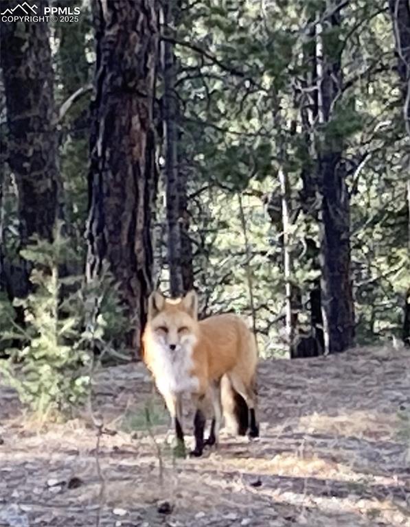 Image 25 of 39: Fox