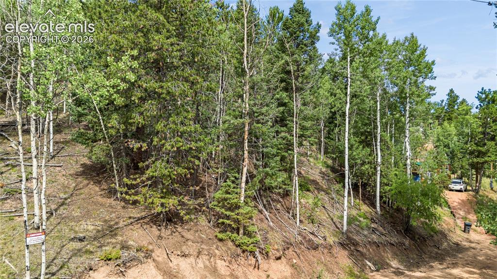 Image 3 of 11: Wooded terrain featuring a mix of evergreen and deciduous trees