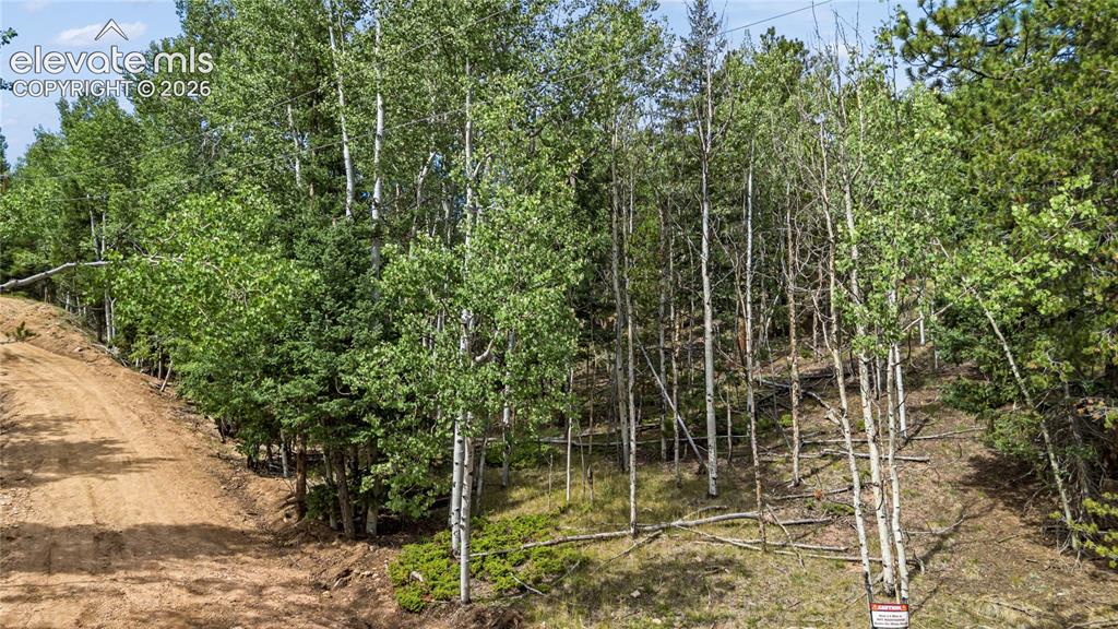 Image 6 of 11: Wooded lot featuring mature deciduous and evergreen trees, a natural ground