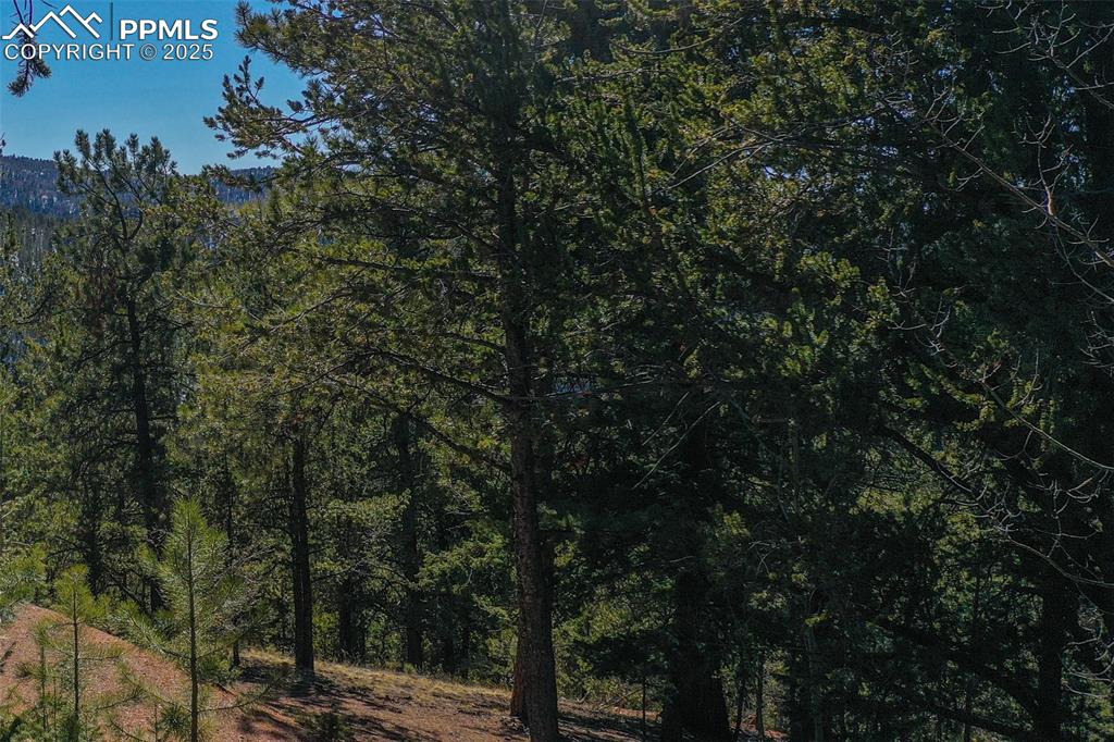 Image 3 of 19: View of nature with a forest view