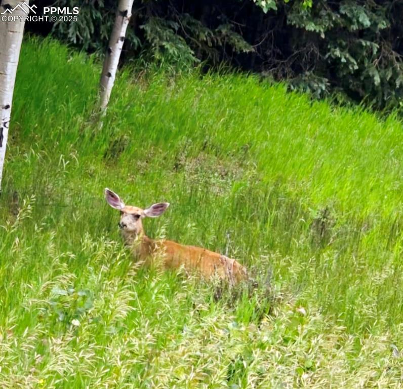 Image 2 of 7: View of local resident