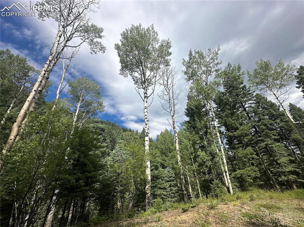 Image 3 of 21: Amazing view from the build site looking at the mature aspens and pines!