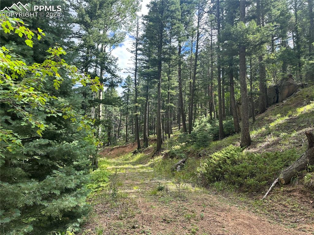 Image 8 of 21: Tall trees surrounding the build site. View from the driveway