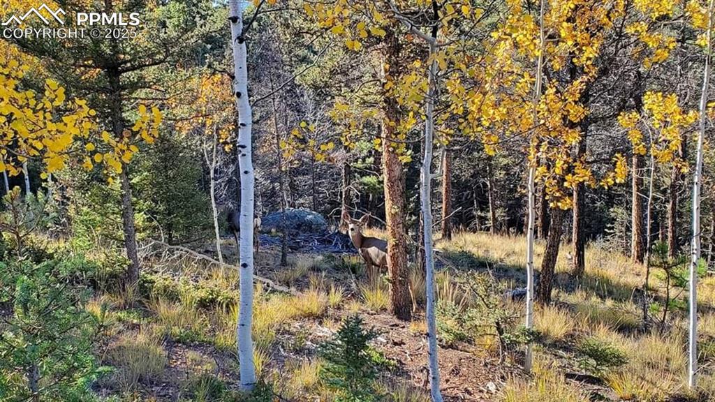 Image 37 of 50: View of local wilderness