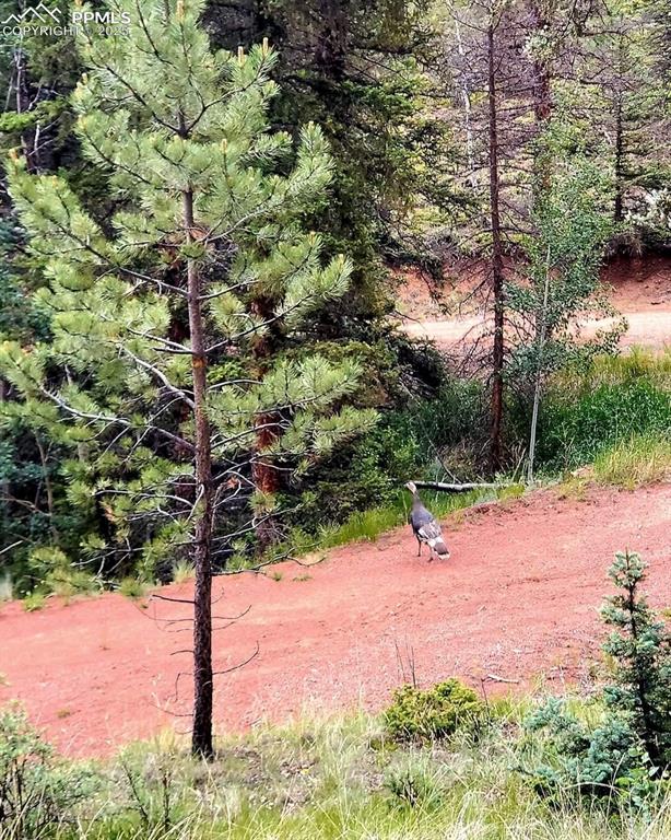 Image 40 of 50: View of local wilderness and wild turkey