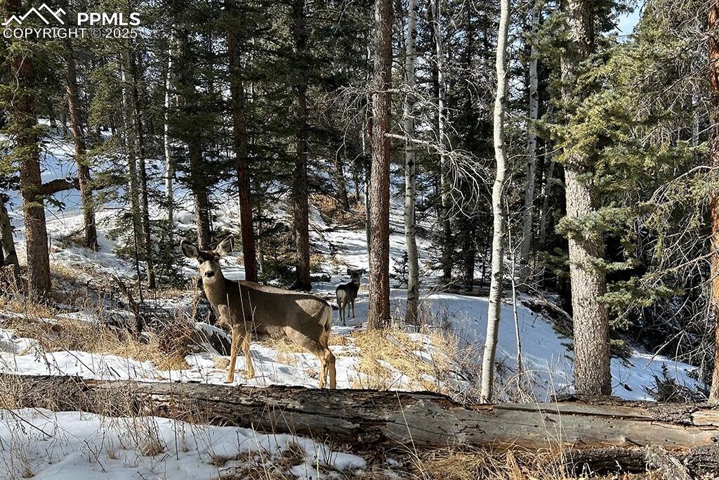 Image 42 of 50: Snowy landscape