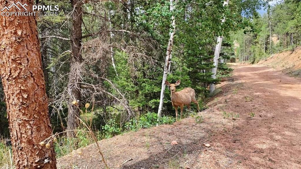 Image 44 of 50: View of undeveloped land and deer