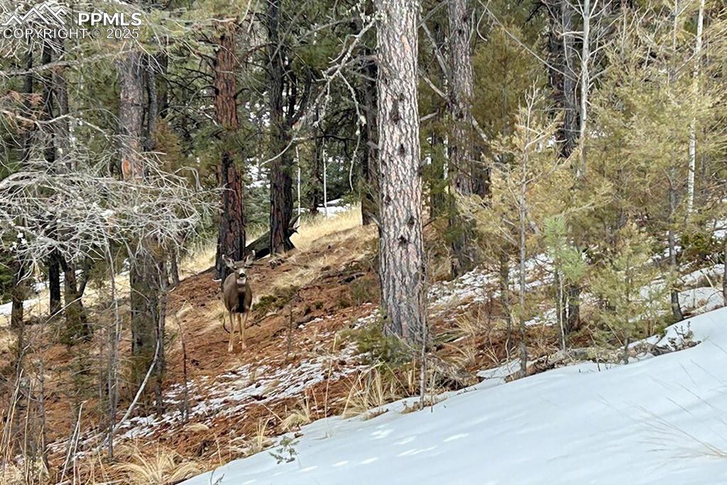 Image 45 of 50: View of undeveloped land and deer